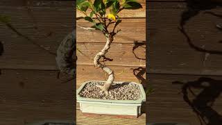 Ficus macrocarpa grafts update [upl. by Marjorie424]