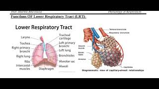 Lecture 6 Introduction to the Respiratory System [upl. by Branen]