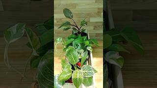 Indoor Plant Decoration amp Arrangement Ideas shorts indoorplants plantdecoration [upl. by Jephthah898]