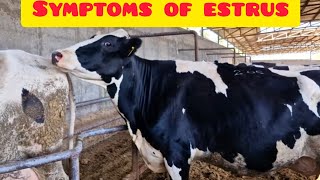 Symptoms of the onset of estrus in cows [upl. by Eiahpets318]