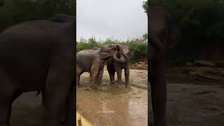 Two elephants were photographed communicating with each other Interesting Dragon Dream Elephan [upl. by Hgielrac]