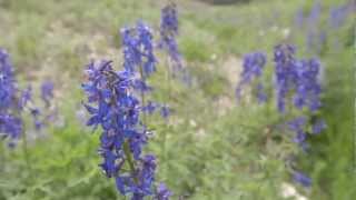 Wildflower Guide Beautiful Native Plants on Utahs Wasatch Plateau [upl. by Reinaldo855]