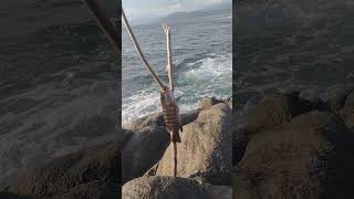 Pescado orilla de mar pesca pescado michoacán viralvideo viralvideo [upl. by Abbub]