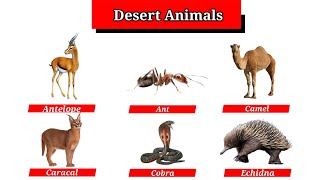 Different Types of Desert Animals Animals of Desert animals vocabulary in english forkids [upl. by Neurath]