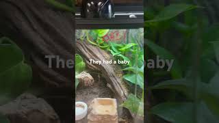 Red Eye Crocodile Skink Gives Birth Watch The Amazing Footage [upl. by Archle]