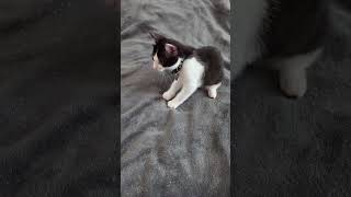 Kitten Oreo KNEADING my BLANKET oreothecat [upl. by Ecnatsnoc414]