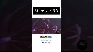 Mitosis in 3D  Cell Division  NEET  Biokattaa biology shorts neet [upl. by Baese728]