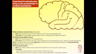 Magdy SaidAnatomy seriesNeuroanatomy11 sulcigyriareas of cerebral hemisphereaviv1 [upl. by Lyndell568]