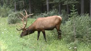 Cervus canadensis Вапіті  elk wapiti [upl. by Ahsimik]