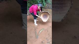 Catfish fish Catching fish blacktiph predatory fins paul cuffaro [upl. by Pelagias]