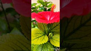 Flower power  Red hibiscus 🌺 flowers beauty homegardening flower flowergarden arijitsingh [upl. by Nnasus]