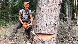 How to Cut a leaning tree down Pro faller tips [upl. by Rad]