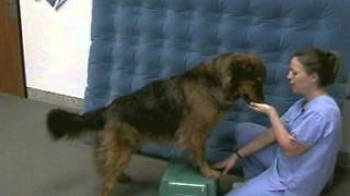 Physical Therapy for Cruciate Ligament Surgery Dog Part Two a [upl. by Ardried]