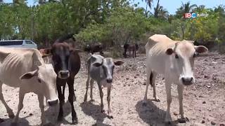 Pungudutivu Jaffna  Vanakkam Thainaadu  050617 Prt 03  IBC Tamil [upl. by Fabrienne774]