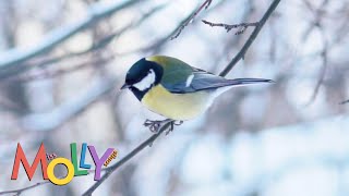 Quiet Winter  Miss Molly Sing Along Songs [upl. by Atel]