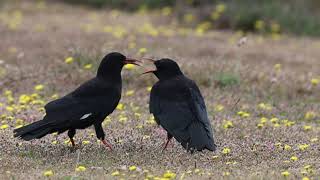 Adult Chough feeding a Juvenile [upl. by Falk715]