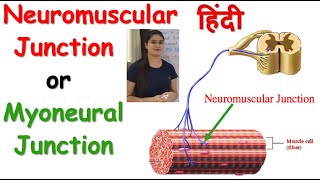 Neuromuscular Junction or Myoneural Junction Physiology in Hindi  Mechanism of Neurotransmission [upl. by Johnette256]