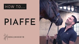 How to train Piaffe  Begijnhoeve  How to 1 [upl. by Dnomad148]