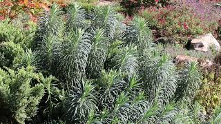 Mediterranean spurge  Euphorbia characias subsp wulfenii  Plant Identification [upl. by Arocal629]