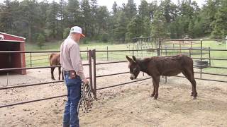 Working with my New Donkeys [upl. by Nnod]