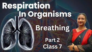 Class 7 Science Chapter 6  Respiration In Organisms  Ncert  Part 2 [upl. by Lesko]