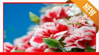 Carnation Fun Facts  Why Carnations Are The Best [upl. by Taber]