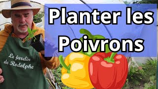 Comment bien planter les poivrons en pleine terre [upl. by Ynafets259]