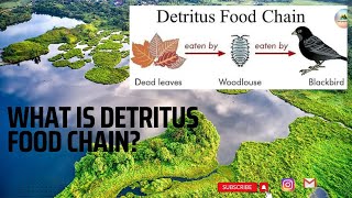 Detritus Food Chain  UPSC [upl. by Ferino]