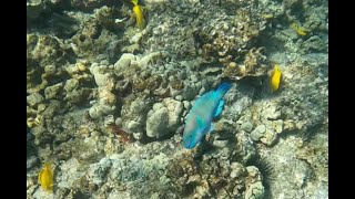 Hawaii reef snorkeling in 4k January 2023 [upl. by Aneeh]