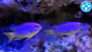 【チャーム】海水魚 ソラスズメ Pomacentrus coelestis スズメダイ charm動画 [upl. by Ainomar]