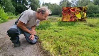 De zonnedauw de vleesetende plant uit onze Heemparken [upl. by Antsirhc]