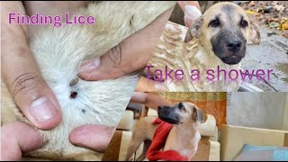 Finding lice and take a shower dog lice dogshower [upl. by Bundy]