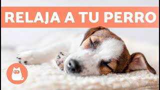 MÚSICA para PERROS con ANSIEDAD 🐶🎶 ¡Relaja a tu Perro Nervioso o Inquieto ✅ [upl. by Kinzer]