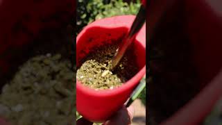 Consejos para el Tereré 🧉🌿🇵🇾 terere paraguay yerba mate IlexParaguariensis vlog fyp shorts [upl. by Alrich]