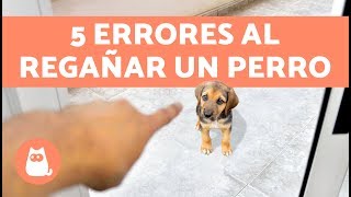 5 ERRORES COMUNES AL REGAÑAR UN PERRO [upl. by Htnamas]