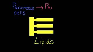 613 State the source substrate product and optimum pH conditions for one amylase one protease a [upl. by Allak]