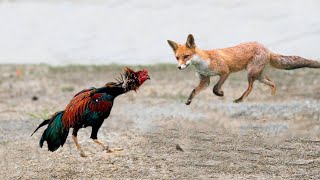 Ce renard regrette davoir attaqué le coq  Les oiseaux de proie dans laffaire [upl. by Aruam]