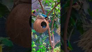 The wild macaw parrots l Fpisode dancemusic shot butiful ghanshyamyoutuber2543 [upl. by Dagmar]