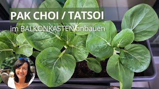 Pak Choi und Tatsoi Mini Pak Choi im Balkonkasten anbauen  Pak Choi anbauen [upl. by Apostles318]