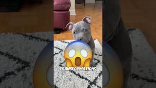 The 3 Scariest Dog Transformations  Cute to Deadly 😨 [upl. by Durston]