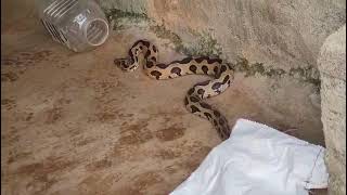 gregjackson8353 BIG VENOMOUS VIPER RESCUED FROM MY FRIENDS HOME🐍🙏😇 [upl. by Mohamed]