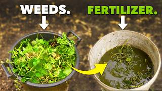 Better than Miracle Gro Make Fertilizer from Weeds [upl. by Anattar]