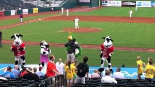 YMCA on Cow Night at the Greensboro Grasshoppers Game July 11 2012 [upl. by Randa871]