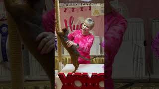 Abyssinian kitten cfacatshow abyssiniancats abyssiniancat abyssinian [upl. by Veronika]