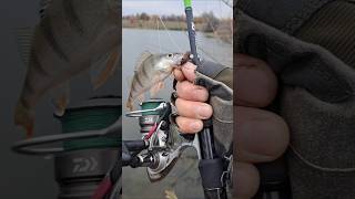 Клюнул красавчик ОКУНЬ fishing спиннинг рыбалка окунь джиг спорт class [upl. by Viva]