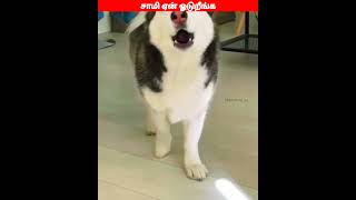 😂😋🐕 அடச்சே மாட்டிகிட்டனே 🤭😂🐕comedyvideosviral trending funnyanimal videos [upl. by Tuhn302]