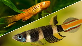 Top 5 Killifish That Every Beginner Should Try [upl. by Slyke428]