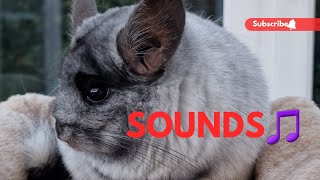 Chinchilla sounds compilation sounds you may have never heard before [upl. by Niltag]