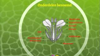 Voortplanting bloemen en planten [upl. by Zoi]