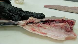 How to fillet fish STRIPED BASS Suzuki すずきのさばき方。the easy trick Sushi Sashimi [upl. by Morris]